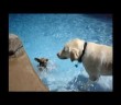 Behold a Chihuahua swimming, Labrador coaching