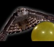 Behold goshawk popping water balloons in super-slow motion Behold goshawk popping water balloons in super-slow motion