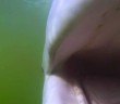 Beluga Whale Tries To Eat GoPro Camera