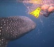 Blue Your Mind – Free diving with whale sharks