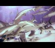 Coastguards – A Waterlust Film about Sharks