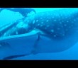 Divers rescue a tangled whale shark