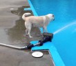 Dog fights the pool water hose; loses
