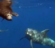 Dolphins help young seal find its way home