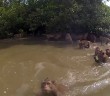 Feeding Wild Swimming Monkeys