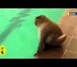 George the monkey now regular guest at Mumbai pool
