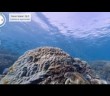 Google Launches Underwater “Street View”