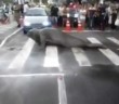 Half-ton sea lion takes a stroll down busy Brazilian shopping street