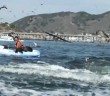 Humpback whale breaching startles kayakers, boaters, pelicans