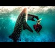 Models swim with whale sharks for fashion shoot