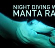 Night Diving with Manta Rays