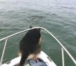 Overexcited dog jumps in to play with the dolphins