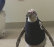 Penguin gets new suit to keep warm