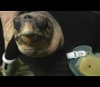 Prosthetic Flippers Help Turtle to Swim Again