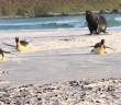 Sea lion chasing King Penguins (on land)