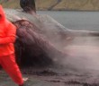Sperm whale explodes here in the Faroe Islands