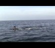 Swimming the Strait of Gibraltar