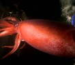 Swimming with a Humboldt Squid – Deadly 60 – BBC