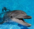 Swimming With Dolphins Improves Your Blood Pressure