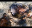 Swimming with Sea Turtles at Akumal