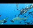 Swimming with the sharks in Bora Bora