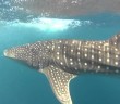Swimming with Whale Sharks at Ningaloo Reef in Western Australia