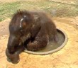 This pool is too small for even a baby elephant