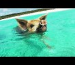 Want to Swim with Wild Pigs?
