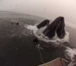 Whales almost eat Divers
