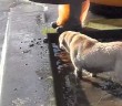 Young seal tries to make friends with labrador