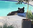 North Vancouver couple finds bear in their swimming pool and hot tub