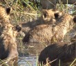 Lion cubs take a hair-raising swim across a river