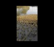 River of Ducks: 5,000 ducklings rush to swim in a pond in China