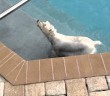 Christie the Westie Loves “Her” Pool