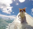 An Amazing One-Eyed Cat Who Loves to Swim and Surf in the Waters of Honolulu, Hawaii