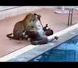 Leopard enters Bengaluru school, swimming pool, injures six