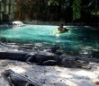 Man swims through pool of alligators on blow-up crocodile