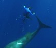 Swimming With Sperm Whales – Super Giant Animals – BBC