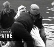 British Success In Channel Swim (1950)