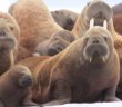 Walrus Hug Leaves Two Dead From Drowning