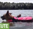 Dog and owl go swimming together