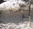 Video: Swimmer gets caught in sea of foam during Gold Coast storm