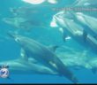 Federal regulators want to ban swimming with dolphins in Hawaii