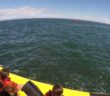 Whale gets up close and personal with sightseeing group