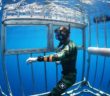 Swimming with Sharks Outside the Shark Cage – Hawaii