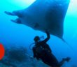 Swim With Manta Rays, the Oceanâ€™s Peaceful Giants