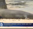 Swimmers urged to stay out of ocean following monk seal attack off Waikiki