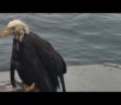 Swimming bald eagle saved from drowning