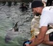 Great white shark rescued, goes for a swim in Manly pool