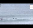 Killer Whales, the unlikely competitors in Norway surf contest